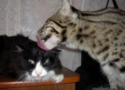 雷火电竞-防守致胜！奇才锁死骑士，哈利伯顿关键先生显锋芒