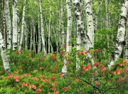 雷火电竞网址-当贝恩化身灰熊意志，一场非典型国王的主宰表演